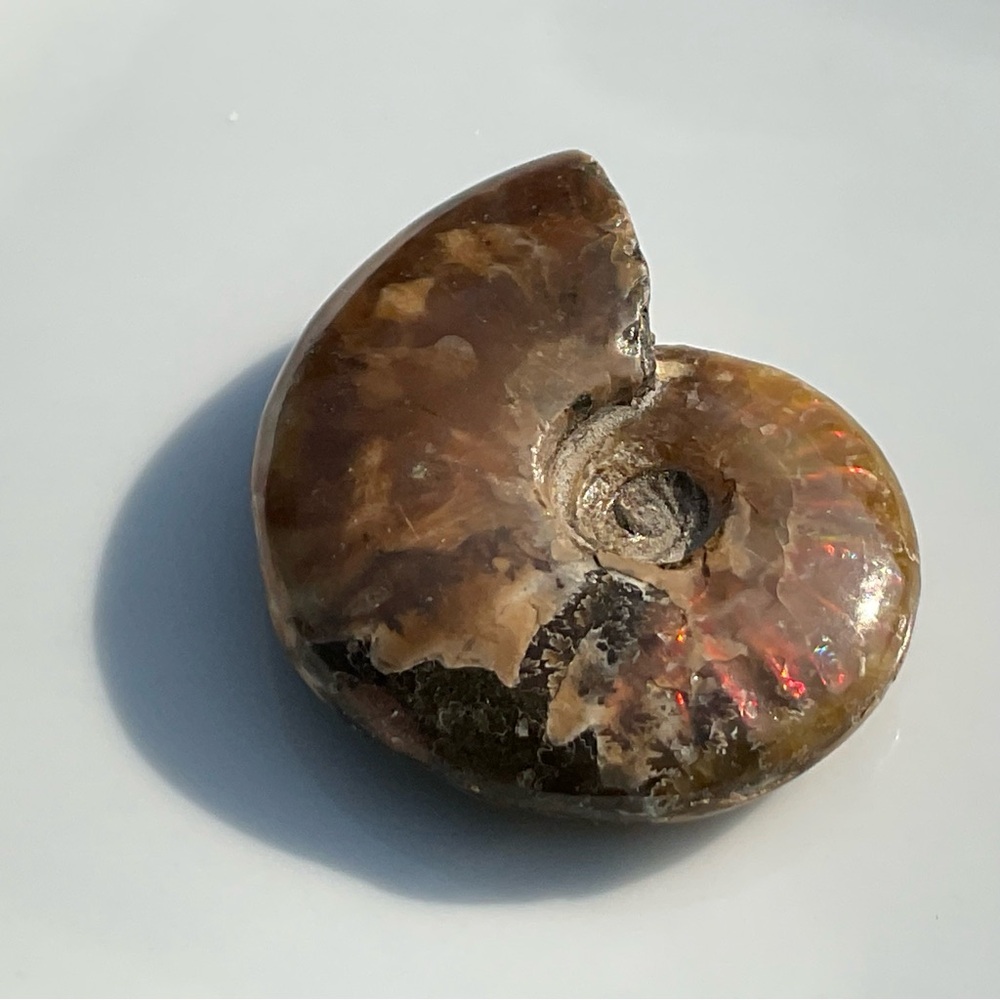 Ammonite (Rams Head) - Picture 5 of 12